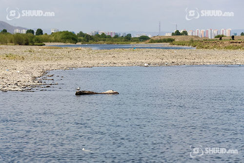 Согтууруулах ундаа хэрэглэсэн иргэн автомашинаа Сүүн голд живүүлжээ